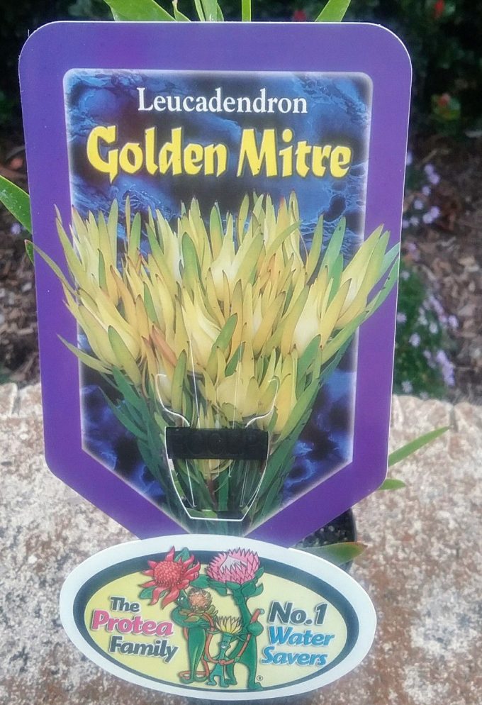 Leucadendron Golden Mitre