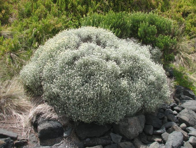 Leucophyta brownii - Australian Native Plant