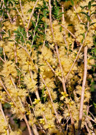 Melaleuca acuminata ssp websteri in 50mm Forestry Tube