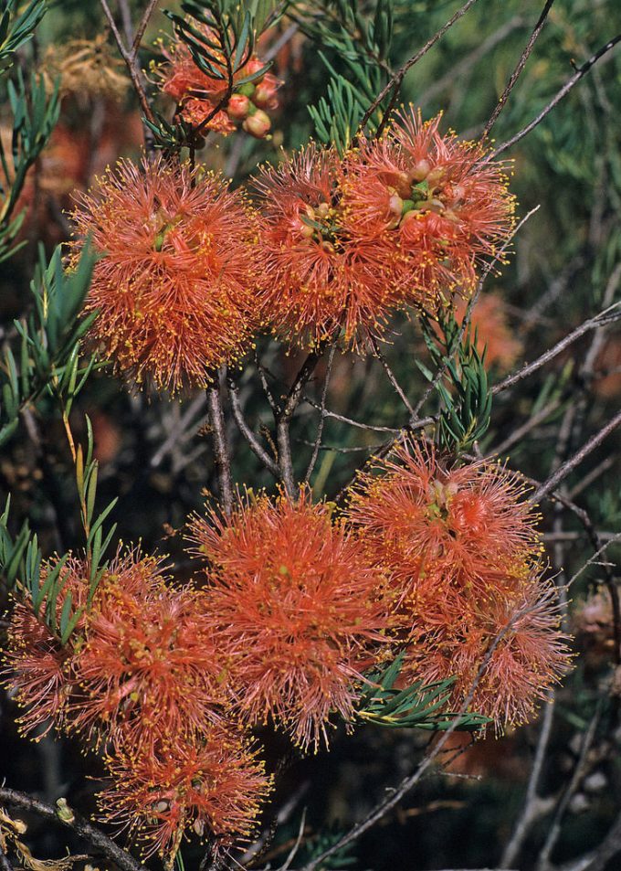 Melaleuca fulgens orange - Australian Native Plant