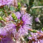 Melaleuca gibbosa - Australian Native Plant