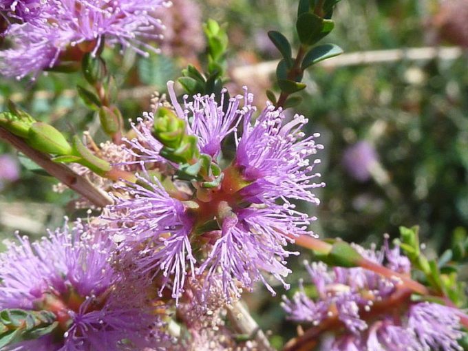 Melaleuca gibbosa - Australian Native Plant