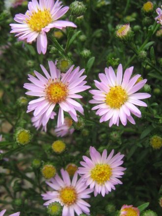 Aster Dwarf Marjorie (Easter Daisy) Bare Rooted – Trigg Plants