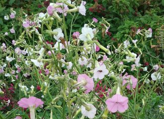 Nicotiana mutabilis in 50mm Forestry Tube