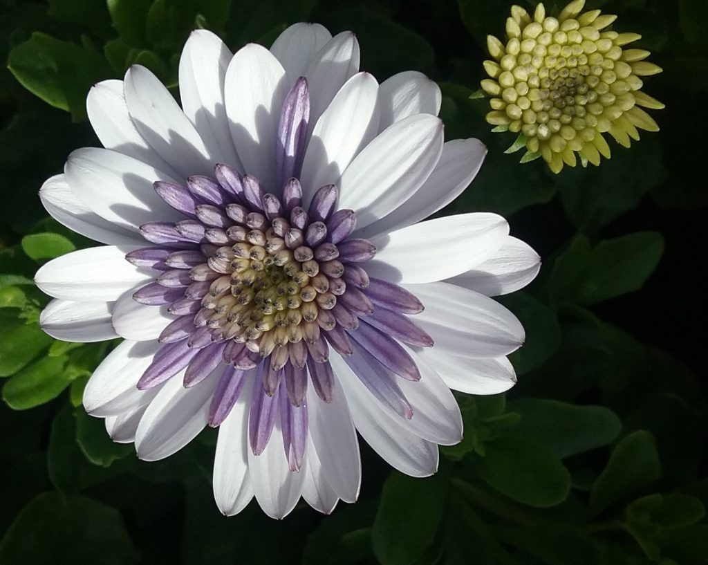 Osteospermum Violet Ice in 68mm Super Tube – Trigg Plants