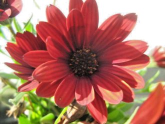 Osteospermum ecklonis red- Perennial Plant