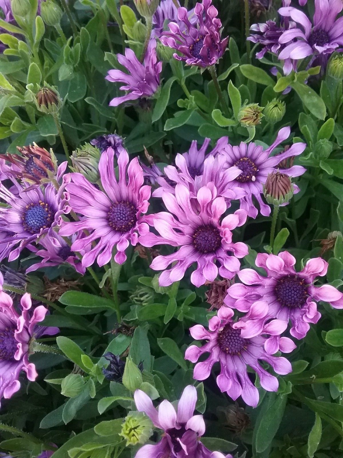 Osteospermum Flower Power Spider Purple African Daisy in 125mm Pot Osteospermum Flower Power Spider Purple African Daisy in 125mm Pot