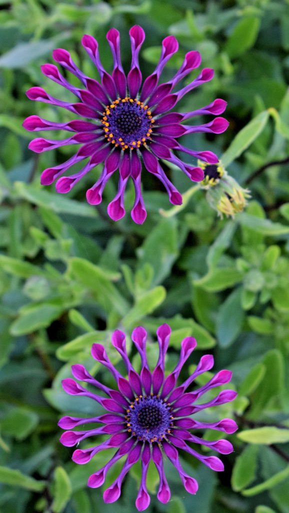 Osteospermum Dark Purple Spider - Perennial Plant