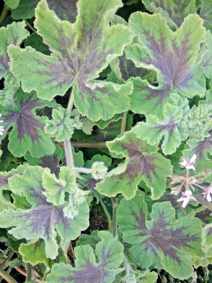 Pelargonium Chocolate Leaf - Hardy Perennial Plant