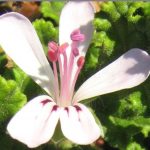 Pelargonium multicale - Hardy Perennial Plant