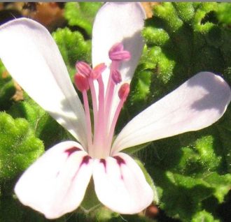 Pelargonium multicale - Hardy Perennial Plant