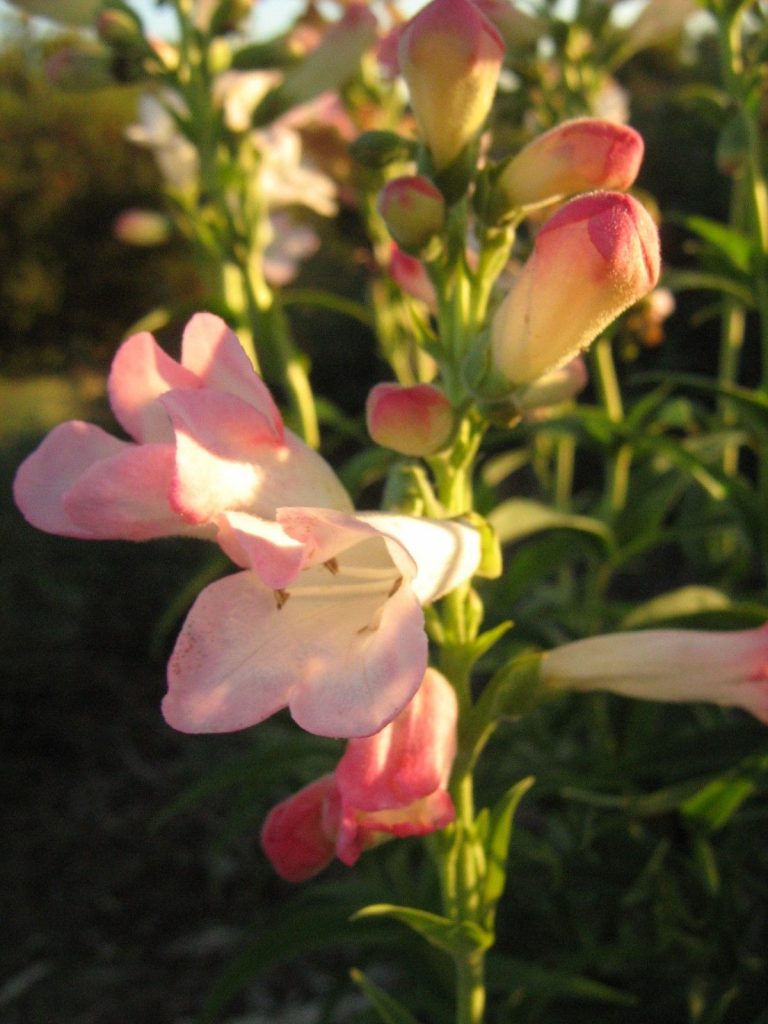 Penstemon Thorn - Long Flowering Perennial Plant
