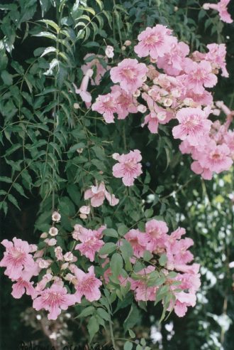 Podranea ricasoliana (pink trumpet vine) in 68mm Super Tube