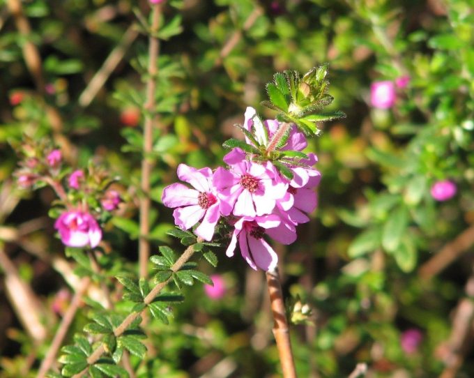 Baurea sessiliflora - Australian Native Plant