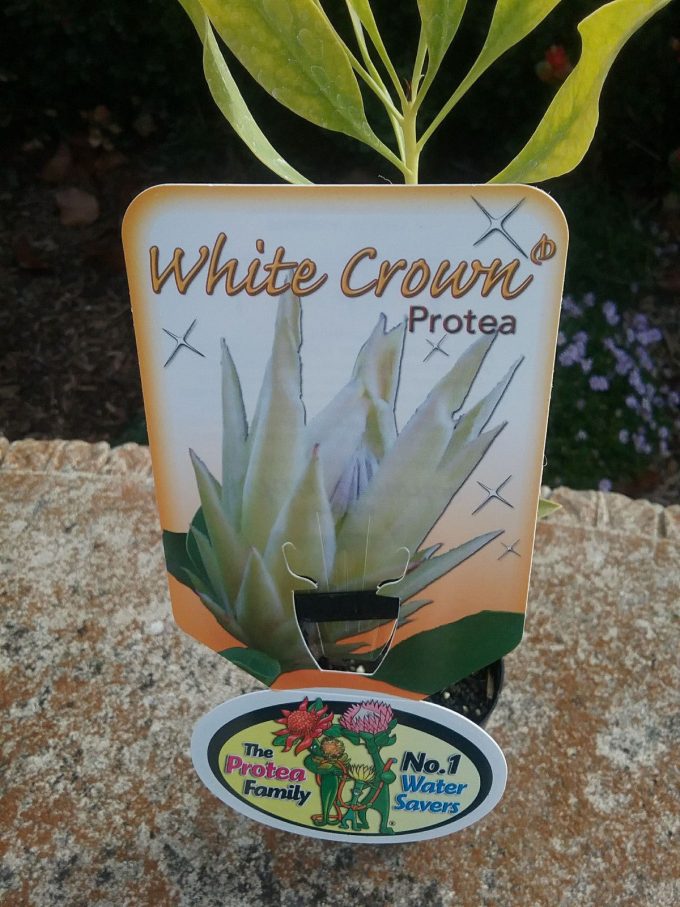 Protea White Crown