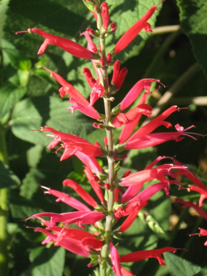 Salvia adenophora - Perennial Plant