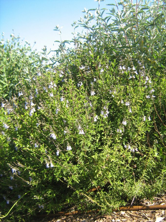 Salvia Fingrove- Long Flowering Perennial Plant