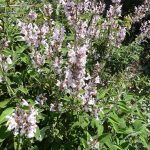 Salvia fruticosa - Hardy Perennial Plant