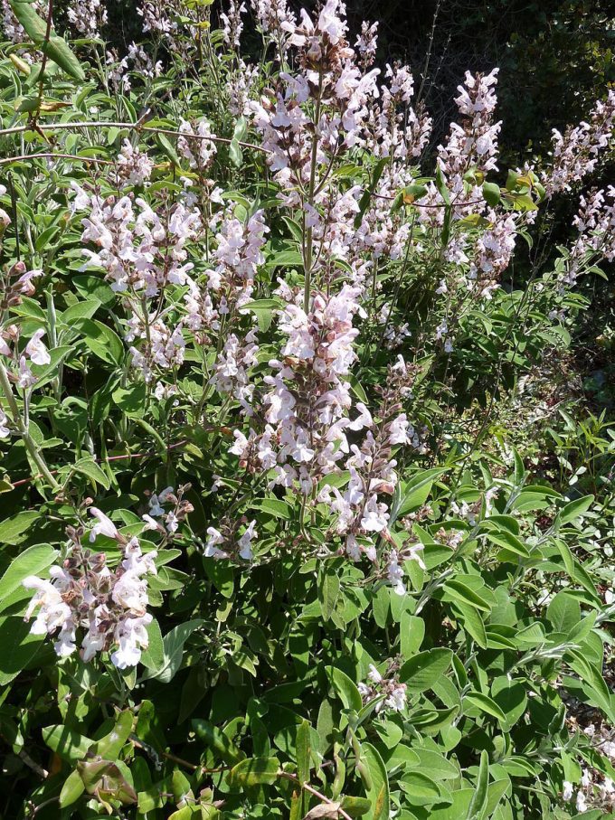 Salvia fruticosa - Hardy Perennial Plant