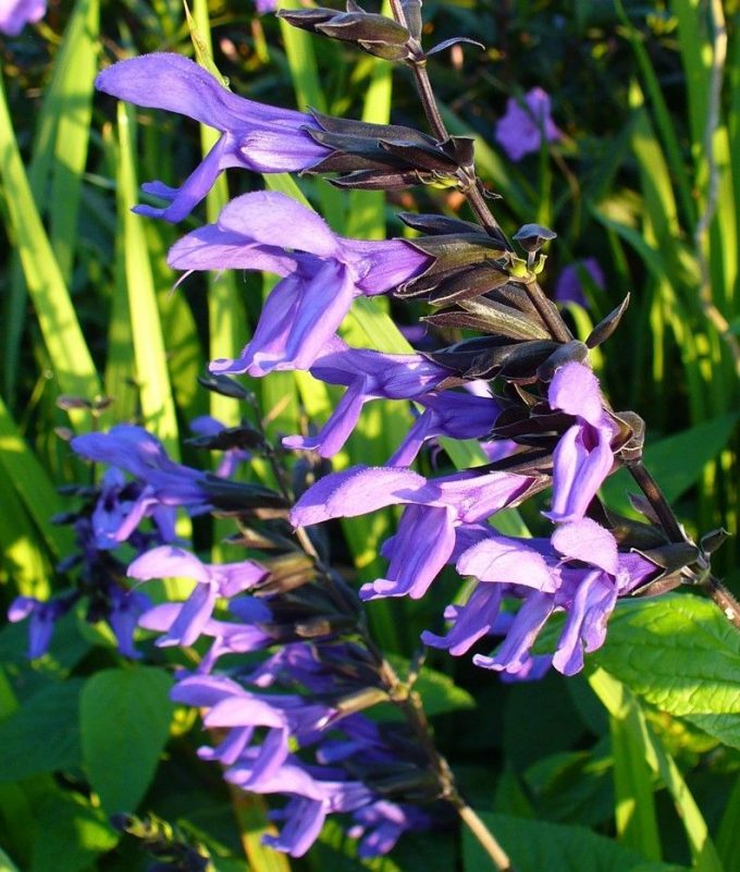 Salvia gaurantica - Perennial Plant