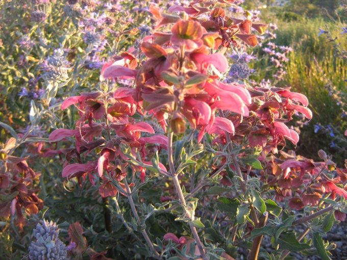 Salvia lanceolata - Drought Hardy Perennial Plant