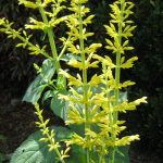 Salvia madrensis - Perennial Plant