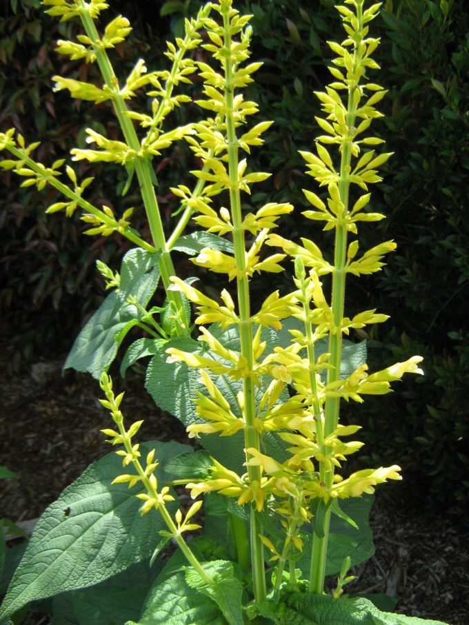 Salvia madrensis - Perennial Plant