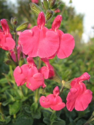 Salvia Margaret Arnold - Perennial Plant