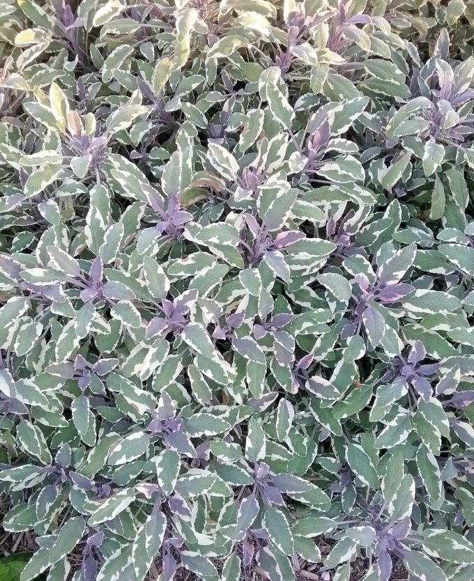 Salvia officinalis Tricolour - Hardy Perennial Plant