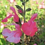 Salvia red Beacon - Perennial Plant
