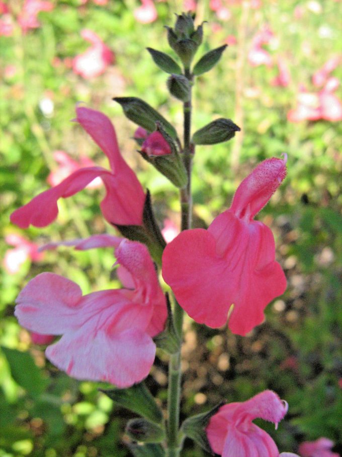 Salvia red Beacon - Perennial Plant