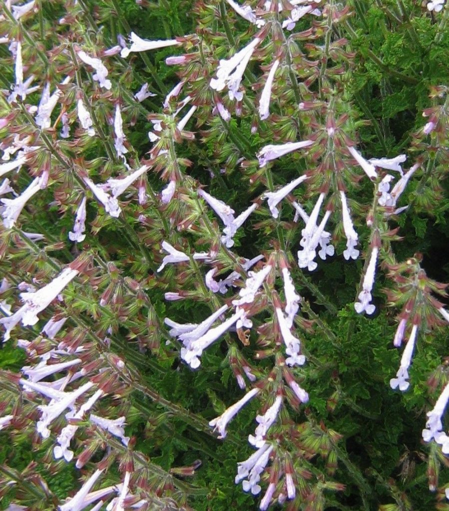 Salvia scabra perennial plant