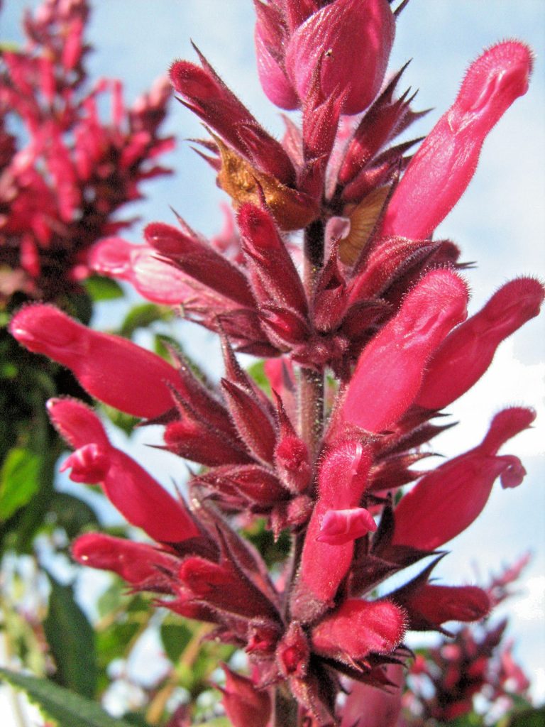Salvia Timboon in 68mm Super Tube