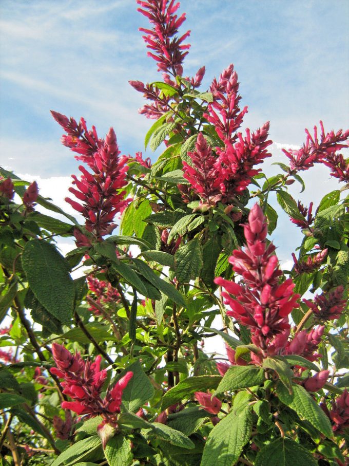 Salvia Timboon - Perennial Plant