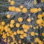 Santolina insularis - Hardy Perennial Plant