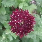 Scabiosa Ace of Spades - Perennial Plant