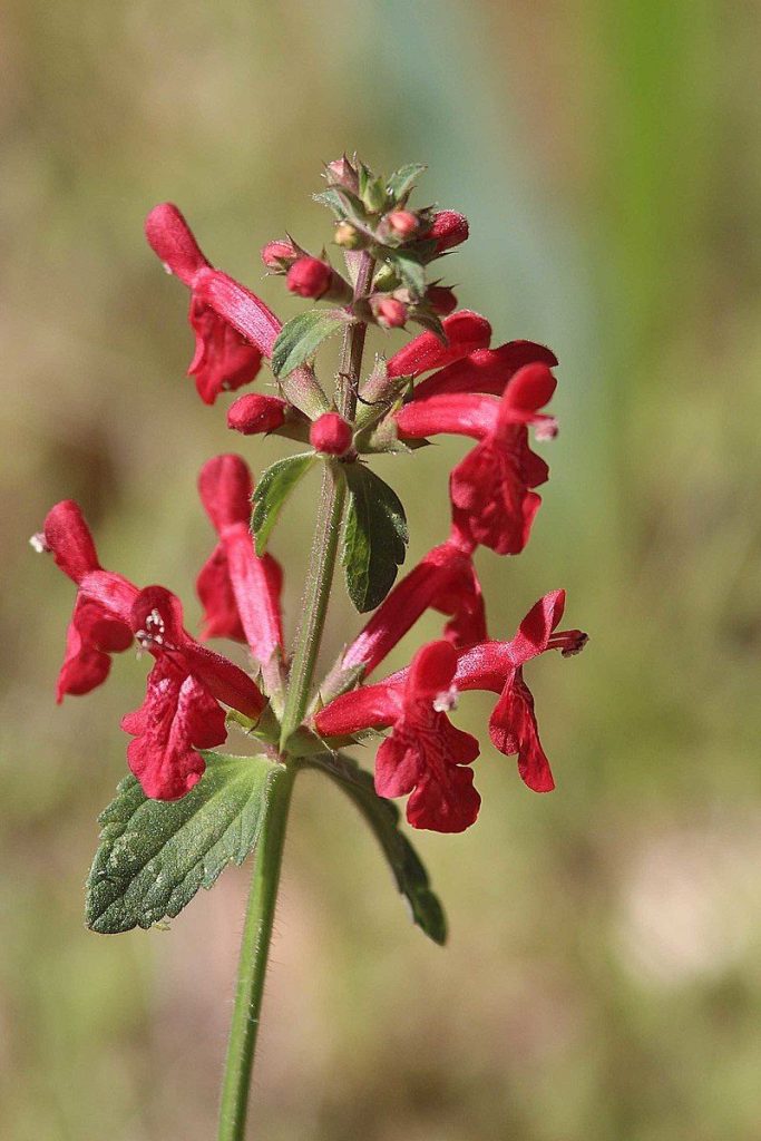 Stachys coccinea - perennial plant