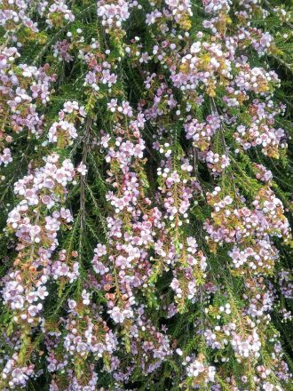 Thryptomene saxicola Beths Pink in 50mm Forestry Tube
