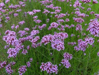 Verbena bonariensis - Long Flowering Hardy Perennial Plant