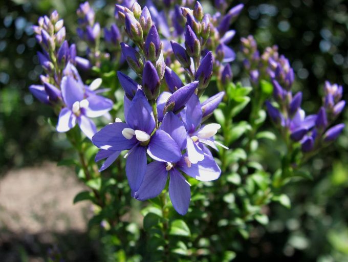 Veronica formosa - Australian Native Plant