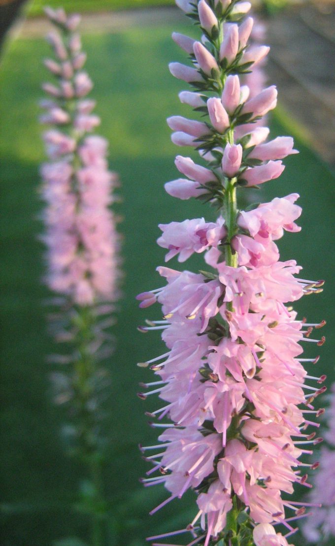 Veronica longifolia pink - long flowering perennial plant