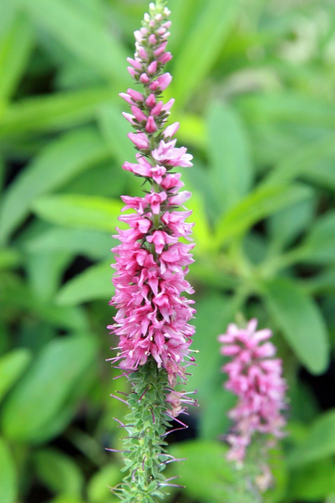 thumbnail image 2 of Pink Veronica Longifolia Seeds – Long Leaf Speedwell, Hardy Perennial, 101 Seeds, USA Seller 2 of 5