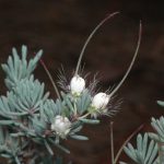 Verticordia longistyla - Australian Native Plant