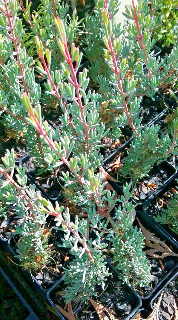 Verticordia longistyla - Australian Native Plant