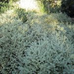 Westringia fruticosa Morning Light - Australian native plant