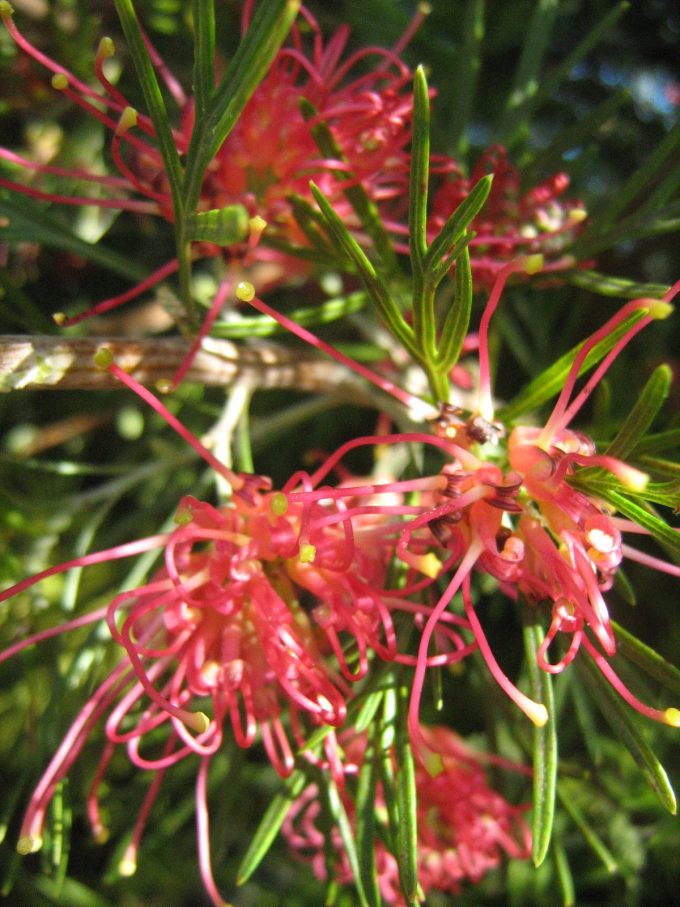 Grevillea Winpara gem - hardy Australian native plant