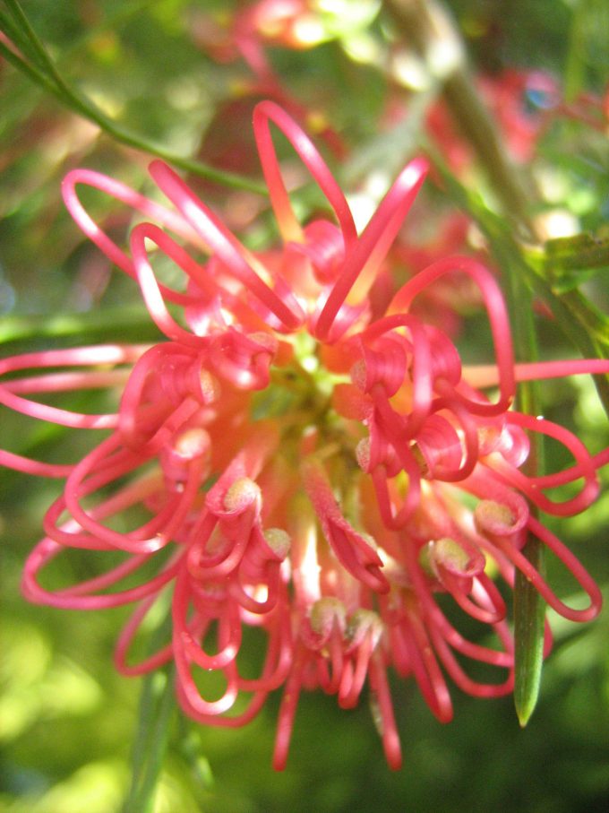Grevillea Winpara gem - Australian native shrub
