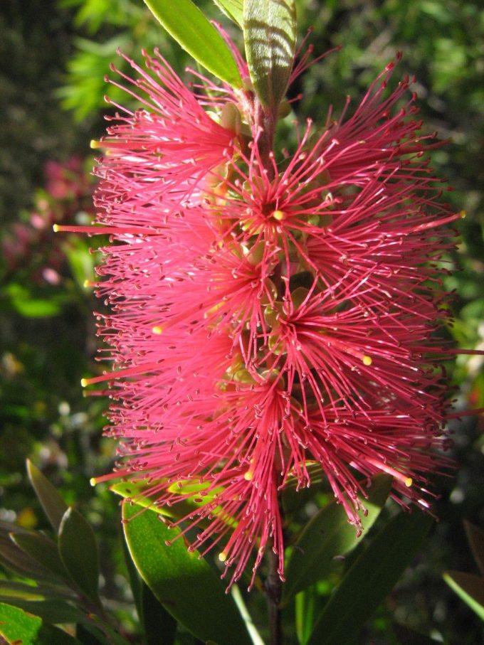 Callistemon Candy Pink - Australian Native Bottle-brush