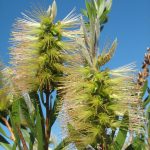 Callistemon flavovirens - Australian Native Bottle-brush