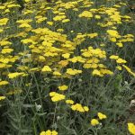 Achillea Cloth of Gold - Hardy perennial Plant